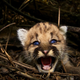 Illustration for article titled Mountain Lion Famous for Crossing LA Freeways Is Killed Crossing a Freeway